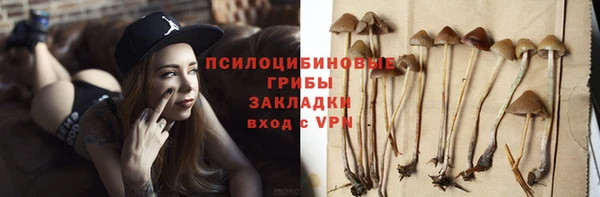 гашик Алексин